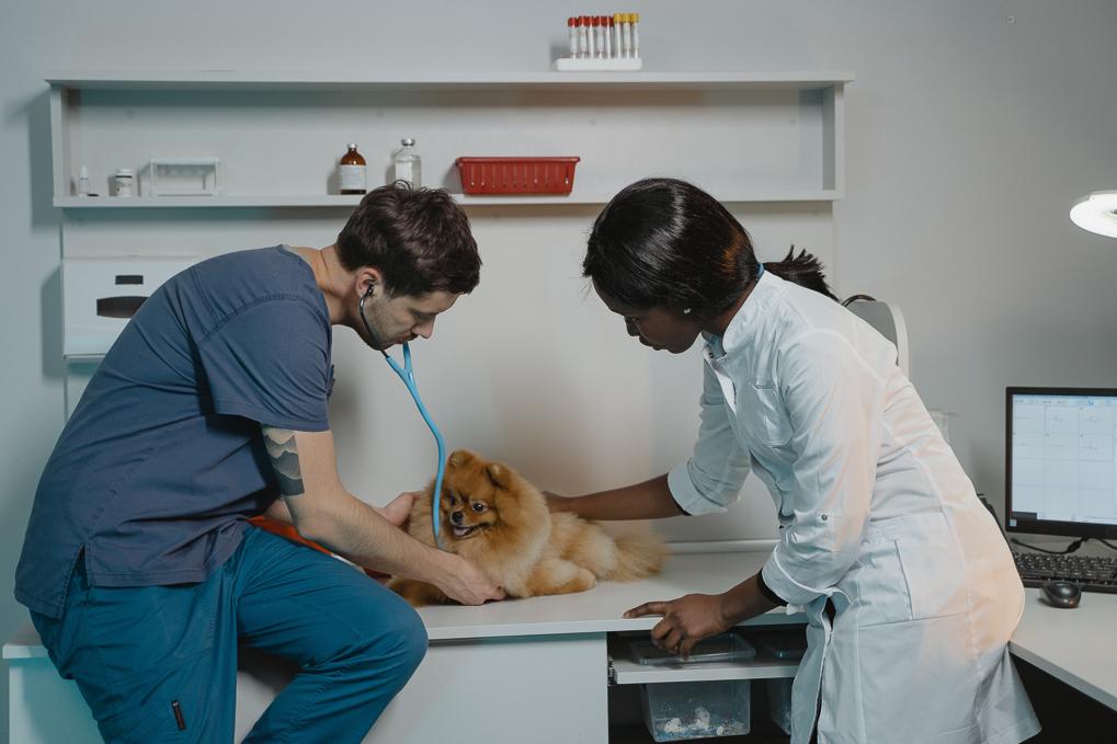 veterinarians with dog